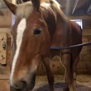 Meet your Posher, Ramsay